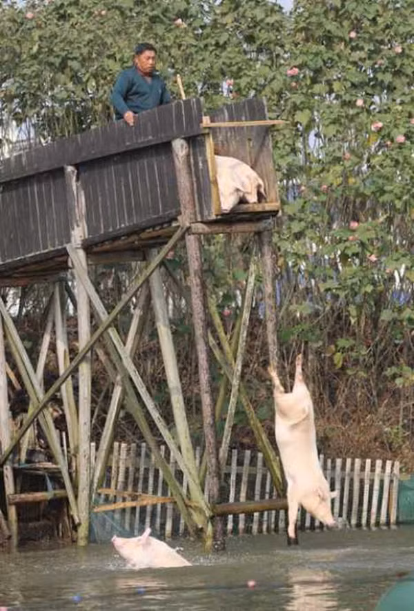 Những trang trại lợn quái đản nhất thế giới 9