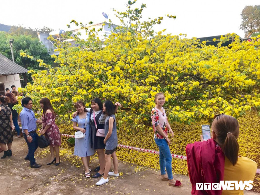 Với vẻ ngoài rực rỡ, nhiều năm gần đây, "cụ mai" đã trở thành điểm đến tham quan của rất nhiều người dân địa phương và du khách vào mỗi dịp Tết đến xuân về. Với vẻ ngoài rực rỡ, nhiều năm gần đây, "cụ mai" đã trở thành điểm đến tham quan của rất nhiều người dân địa phương và du khách vào mỗi dịp Tết đến xuân về.