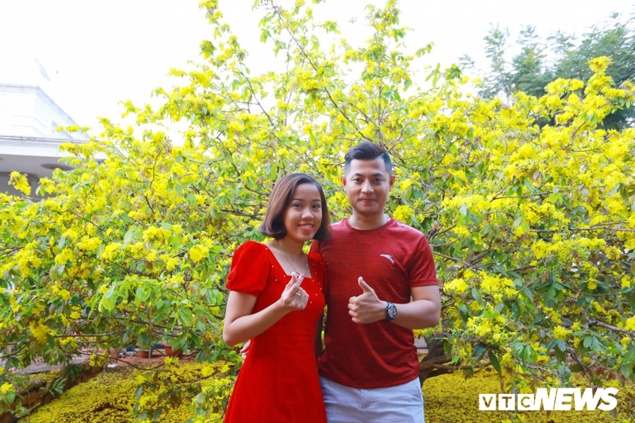Đôi bạn trẻ lưu giữ sắc đỏ ngày đầu xuân bên sắc vàng của "cụ mai". Đôi bạn trẻ lưu giữ sắc đỏ ngày đầu xuân bên sắc vàng của "cụ mai".