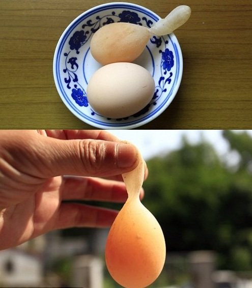Những giống gà độc nhất vô nhị gây xôn xao ảnh 15 Những giống gà độc nhất vô nhị gây xôn xao ảnh 15