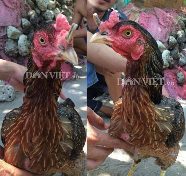 Những giống gà độc nhất vô nhị gây xôn xao ảnh 3 Những giống gà độc nhất vô nhị gây xôn xao ảnh 3