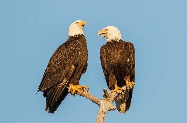 Top 11 loài vật chung tình nhất – nói không với “ngoại tình”