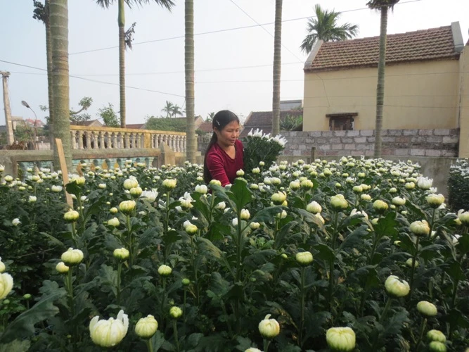 Xuân về trên những làng hoa