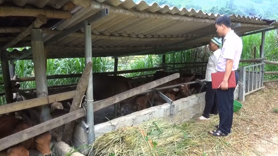 Mở hướng thoát nghèo từ chăn nuôi đại gia súc.