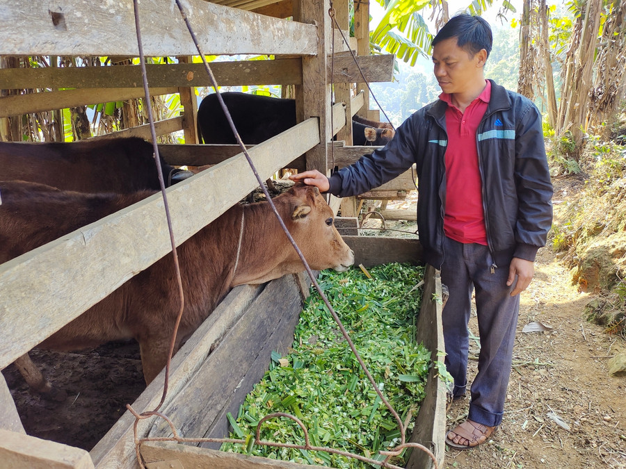 Nhờ phát triển chăn nuôi đại gia súc, gia đình anh Tạ Văn U, ở thôn Khâu Slôm, xã Giáo Hiệu có thu nhập khá. Nhờ phát triển chăn nuôi đại gia súc, gia đình anh Tạ Văn U, ở thôn Khâu Slôm, xã Giáo Hiệu có thu nhập khá.
