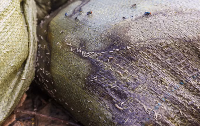 10 km kênh ô nhiễm ở Sài Gòn trước khi được cải tạo ảnh 5 10 km kênh ô nhiễm ở Sài Gòn trước khi được cải tạo ảnh 5