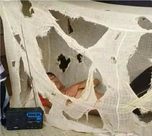 Màn vỗ béo cho muỗi.