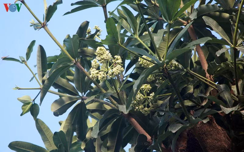 hoa sua danh chuyen tu ho tay bat dau toa huong canh bai rac nam son hinh 7