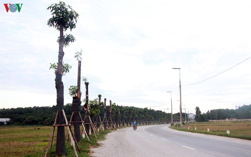 hoa sua danh chuyen tu ho tay bat dau toa huong canh bai rac nam son hinh 10