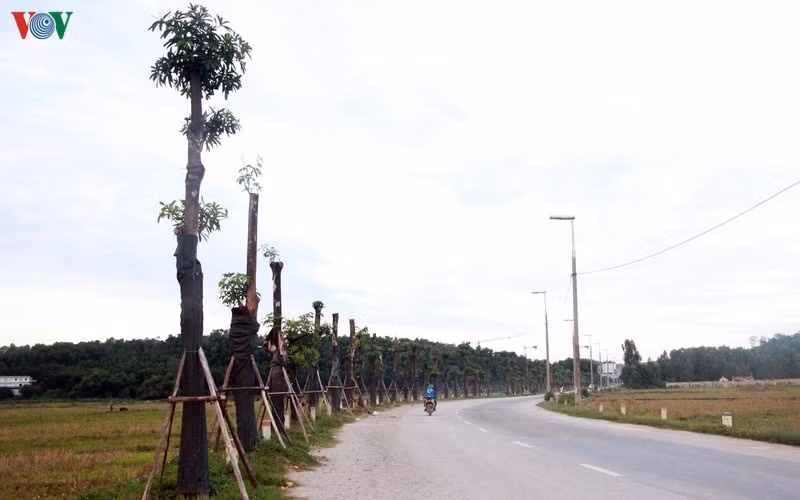 hoa sua danh chuyen tu ho tay bat dau toa huong canh bai rac nam son hinh 10