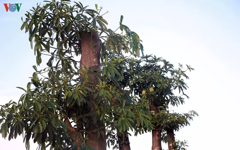 hoa sua danh chuyen tu ho tay bat dau toa huong canh bai rac nam son hinh 9