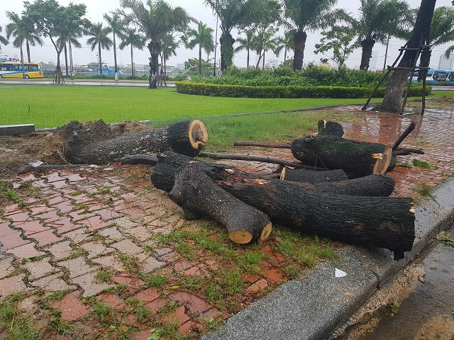 Do mưa lớn kèm gió mạnh từ chiều tối 30/10 khiến nhiều cây bật gốc.