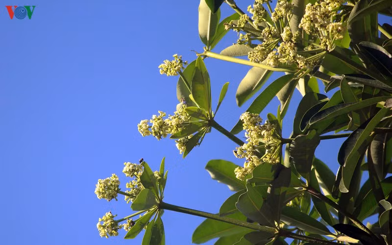 hoa sua danh chuyen tu ho tay bat dau toa huong canh bai rac nam son hinh 6