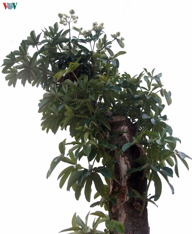 hoa sua danh chuyen tu ho tay bat dau toa huong canh bai rac nam son hinh 2