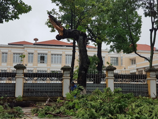 Nhiều cây cổ thụ gãy ngang thân, đổ rạp ra đường.