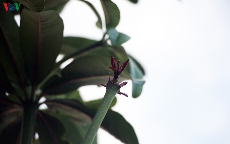 hoa sua danh chuyen tu ho tay bat dau toa huong canh bai rac nam son hinh 3