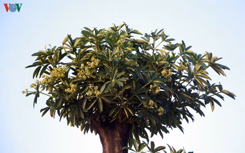 hoa sua danh chuyen tu ho tay bat dau toa huong canh bai rac nam son hinh 8