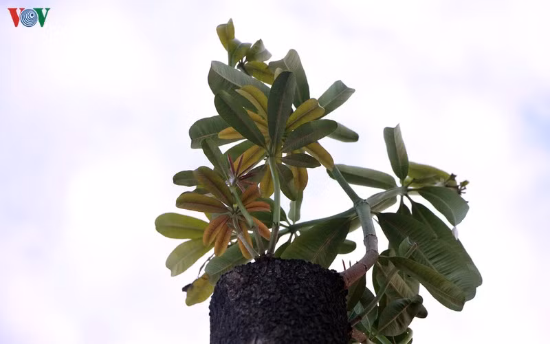 hoa sua danh chuyen tu ho tay bat dau toa huong canh bai rac nam son hinh 5