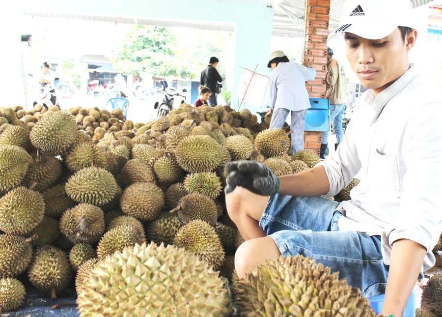 Nhiều khó khăn trong quản lý mã vùng trồng sầu riêng