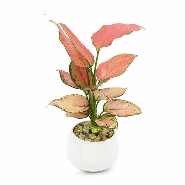 muon tien vao nhu nuoc, “tau” ngay 8 loai cay "chi nghe ten da thay giau" - 4