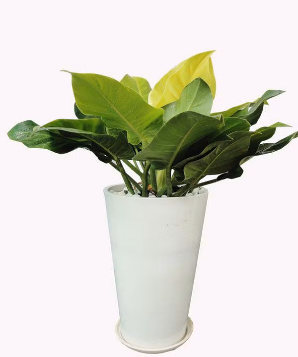 muon tien vao nhu nuoc, “tau” ngay 8 loai cay "chi nghe ten da thay giau" - 3