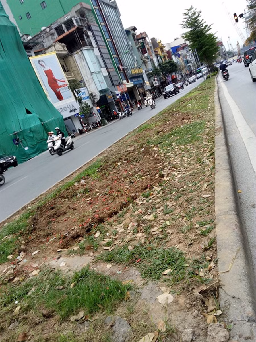 Chỉ trong thời gian ngắn, toàn bộ chậu hoa trang trí trên tuyến đường Kim Mã đã bị lấy đi