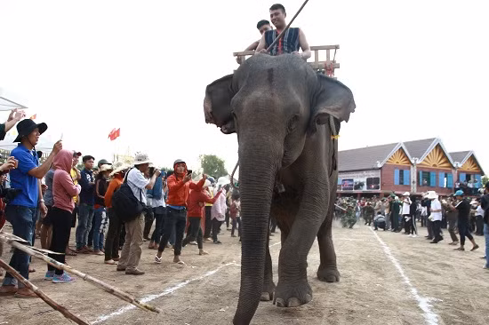 Bên cạnh 2 lễ cúng trên, hội thi kéo co giữa voi và các vận động viên cũng được diễn ra hào hứng, sôi động.