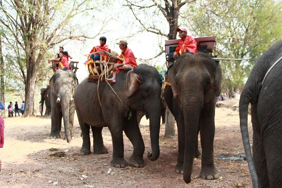 Cùng với lễ cúng bến nước, lễ cúng sức khỏe cho voi cũng được người dân đặc biệt chú ý và đây cũng là nghi lễ quan trọng, ý nghĩa với người M’nông.