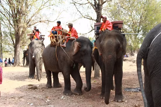 Cùng với lễ cúng bến nước, lễ cúng sức khỏe cho voi cũng được người dân đặc biệt chú ý và đây cũng là nghi lễ quan trọng, ý nghĩa với người M’nông.