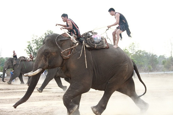 Đan xen vào đó là việc tái hiện lại cảnh săn bắt và thuần dưỡng voi rừng.