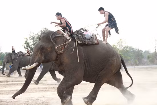 Đan xen vào đó là việc tái hiện lại cảnh săn bắt và thuần dưỡng voi rừng.