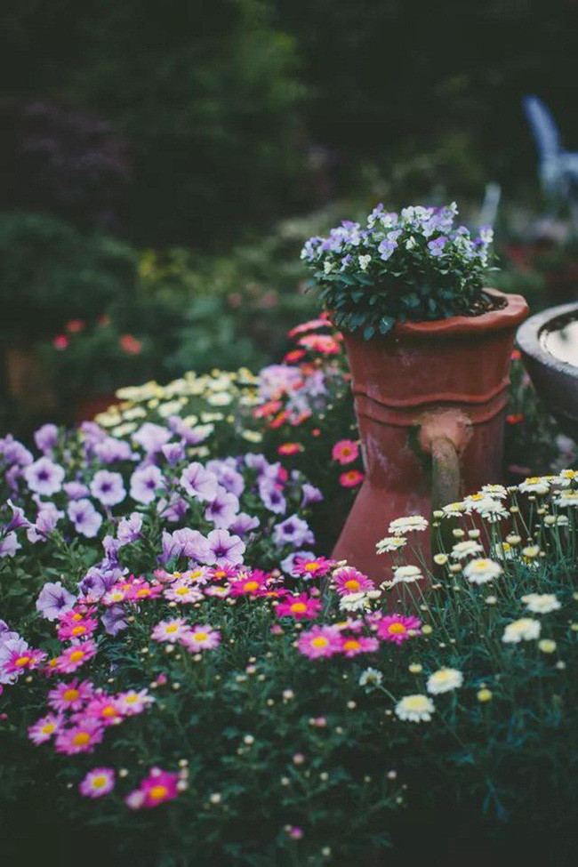 Khu vườn 300m² với hàng trăm loài hoa đua nhau khoe sắc của cô gái 9x xinh xắn - Ảnh 6.