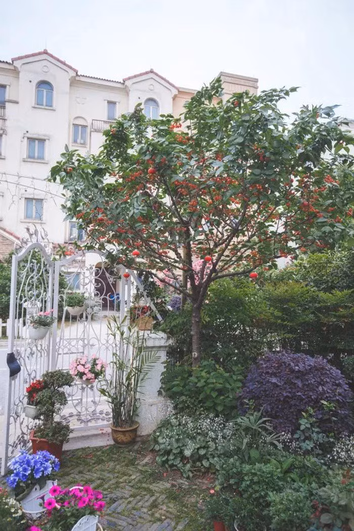 tb2pnehn8hh8kjjy0fbxxcqlpxa31164872-0-daren-15471105326641924010644