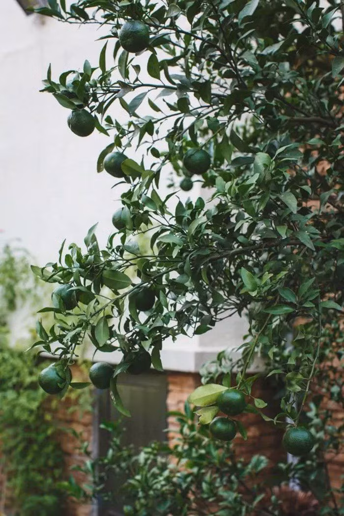 Khu vườn 300m² với hàng trăm loài hoa khoe sắc của cô gái 9x xinh xắn ảnh 33