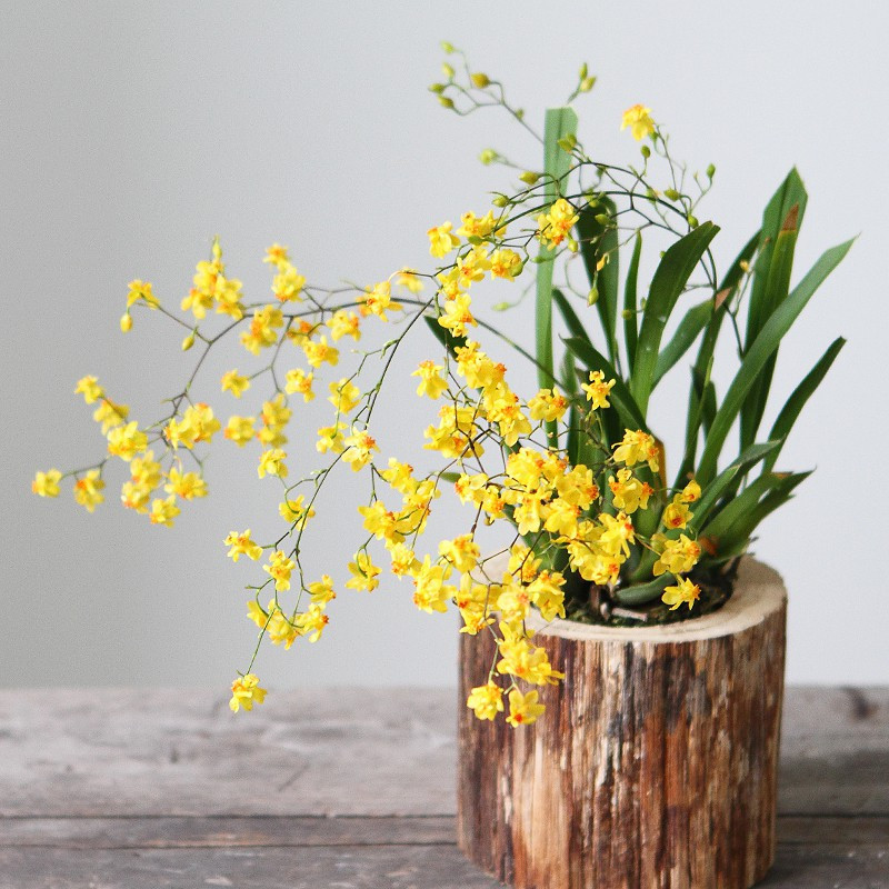 tb2tfrvigmgskjjsspixxxyjfxa27459040-1547110532675514246992