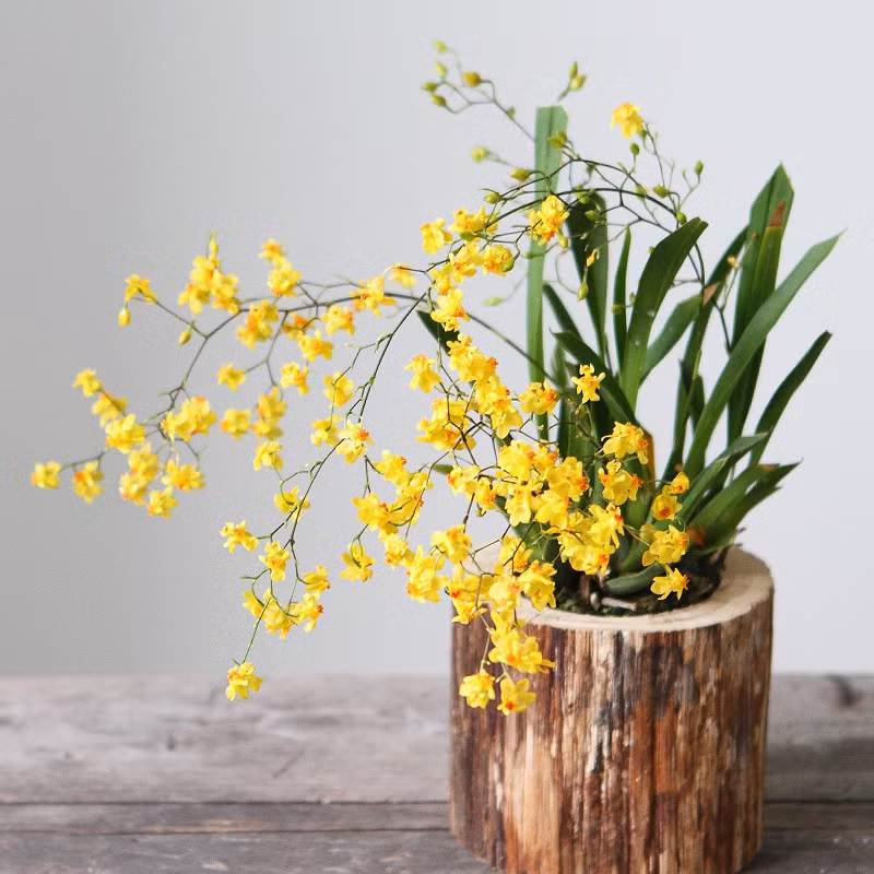 tb2tfrvigmgskjjsspixxxyjfxa27459040-1547110532675514246992