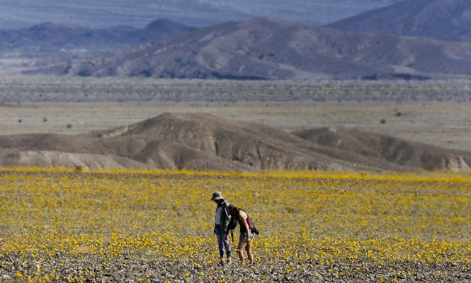 Thung lũng khô cằn cứ 10 năm lại biến thành biển hoa ở Mỹ - ảnh 3