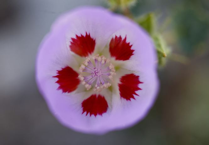 Thung lũng khô cằn cứ 10 năm lại biến thành biển hoa ở Mỹ - ảnh 7