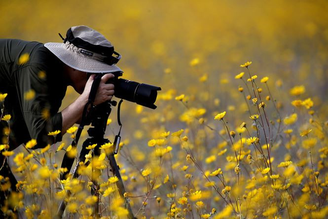 Thung lũng khô cằn cứ 10 năm lại biến thành biển hoa ở Mỹ - ảnh 4