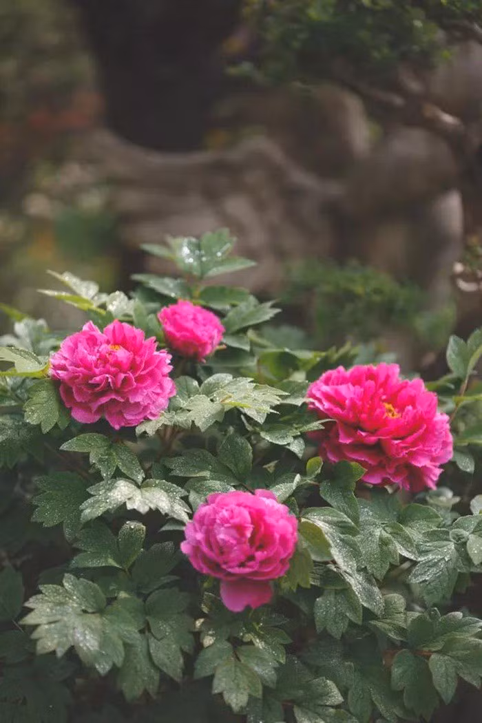 Khu vườn 300m² với hàng trăm loài hoa khoe sắc của cô gái 9x xinh xắn ảnh 31