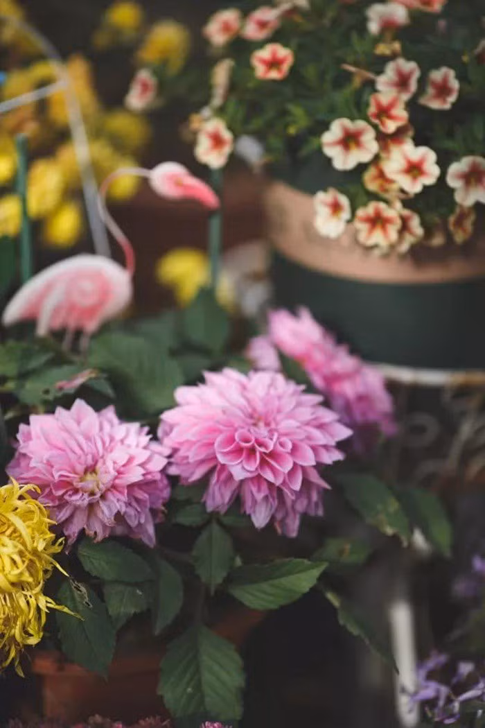 tb2gneneuo09kjjszfdxxb9npxa31164872-0-daren-1547110532650163016161