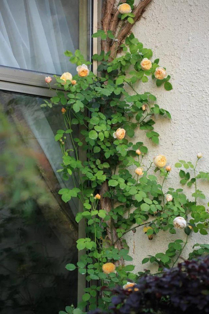 tb2sk1yn26h8kjjy0fjxxaxepxa31164872-0-daren-15471105326711110833062