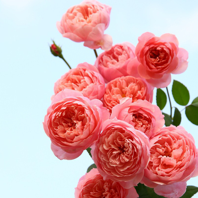 Khu vườn 300m² với hàng trăm loài hoa đua nhau khoe sắc của cô gái 9x xinh xắn - Ảnh 7.