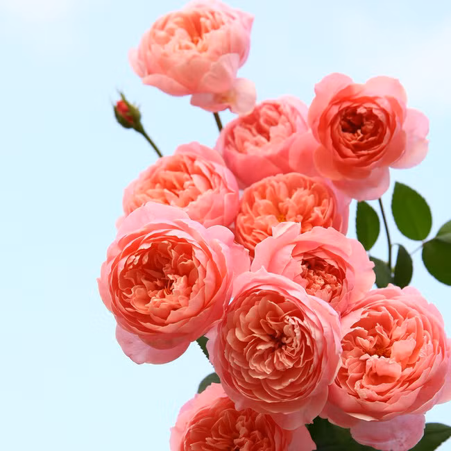 Khu vườn 300m² với hàng trăm loài hoa đua nhau khoe sắc của cô gái 9x xinh xắn - Ảnh 7.