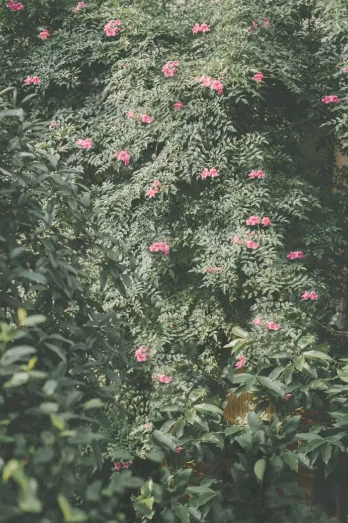 Khu vườn 300m² với hàng trăm loài hoa khoe sắc của cô gái 9x xinh xắn ảnh 34