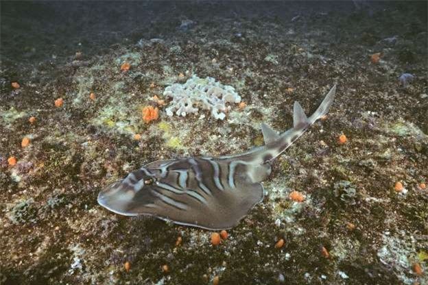 những sinh vật "độc nhất vô nhị" dưới đáy đại dương hình 13 nhung sinh vat "doc nhat vo nhi" duoi day dai duong hinh 13