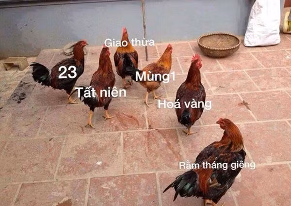 cuoi bo voi loat anh che hai huoc tong ket tet canh ty 2020 - 6