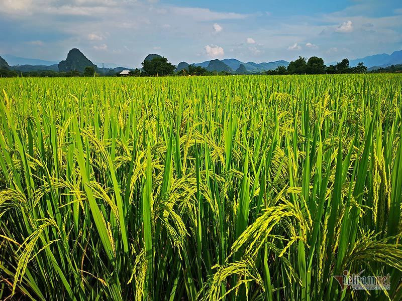 Cảnh sắc đẹp nhất thế giới mỗi năm 1 lần chỉ có ở Việt Nam