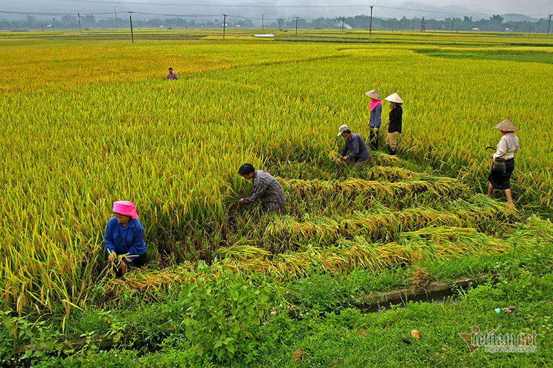 Cảnh sắc đẹp nhất thế giới mỗi năm 1 lần chỉ có ở Việt Nam