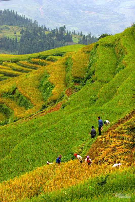 Cảnh sắc đẹp nhất thế giới mỗi năm 1 lần chỉ có ở Việt Nam